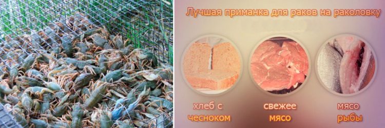 лучшая прикормка для ловли раков лучшая прикормка для ловли раков