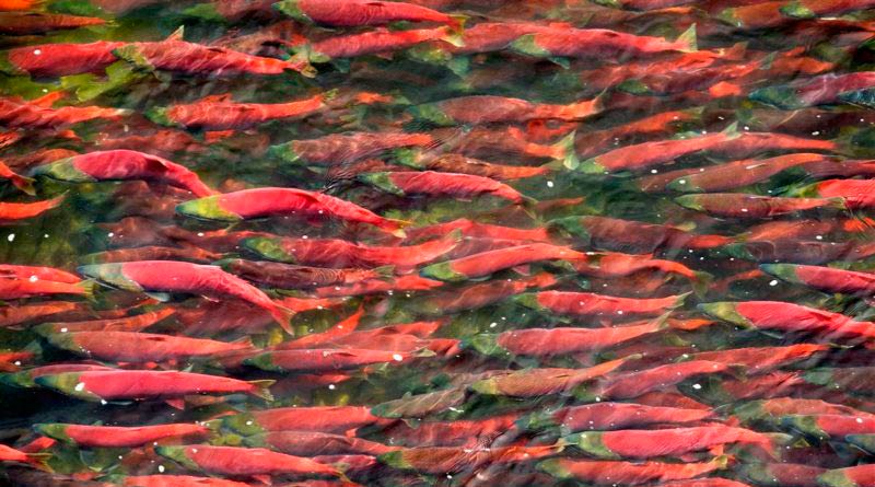 Красная Рыбы Цена Где Купить