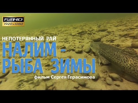 Непотерянный рай: Налим-рыба зимы