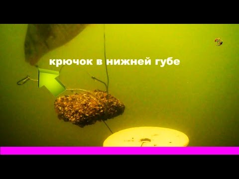 Поклевка на КЛАССИЧЕСКИЙ МАКУШАТНИК. Краткая схема снасти.underwater, Fishing Рыбалка- как вижу её Я