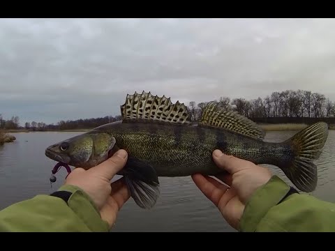 Ловля судака весной на силиконовые приманки в стоячей воде