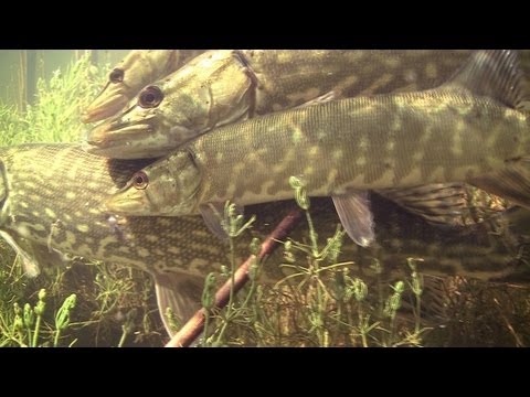 RARE: Pike fish spawning / нерест щуки / tarło szczupaka. Щука szczupak snoek muskie.