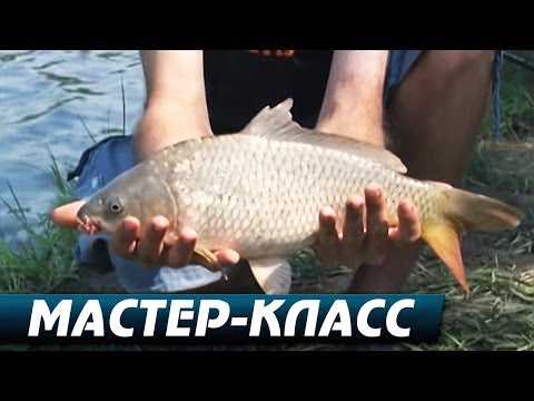 Ловля Карпа Летом на Пруду на различные оснастки. Мастер-Класс &quot;О рыбалке всерьёз&quot; видео 241.