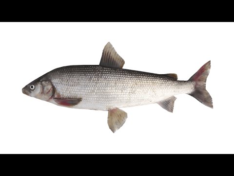 Муксун – полупроходная рыба рода сиги семейства лососевые