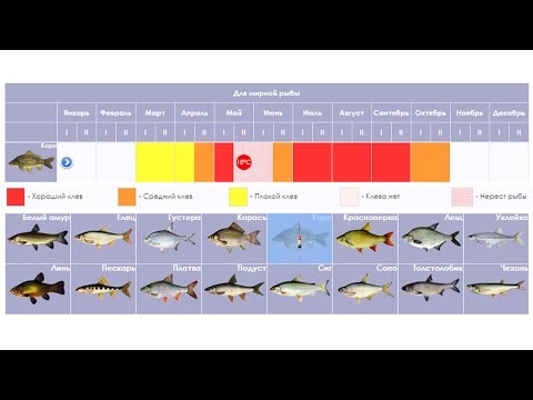 Сезон клева мирной рыбы - рыболовный календарь