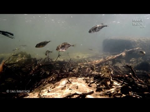 Underwater Wild Series/Three-spined Stickleback (Gasterosteus aculeatus) - Animalia Kingdom Show