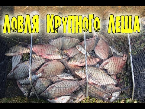 ЛОВЛЯ КРУПНОГО ЛЕЩА. Лучшая моя фидерная рыбалка!