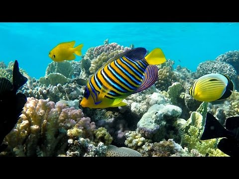 Подводный мир Макади, Красное море, Египет. Underwater World of Makadi, Egipt 2015. (4K)