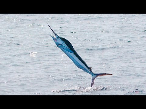 Марлины на охоте (Marlin)