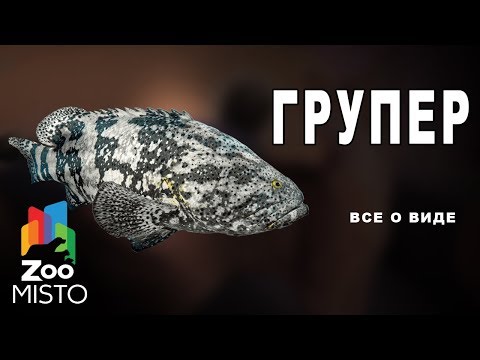 Групер - Все о виде рыбы | Вид рыбы - Групер