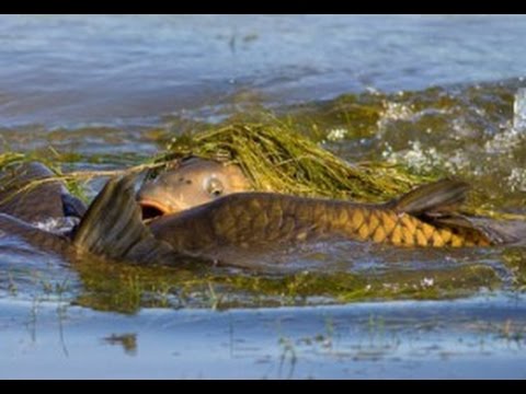 Огромные карпы на нересте. Carp spawning