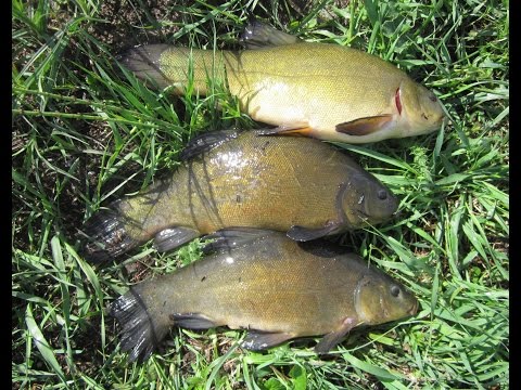 Ловля линя на поплавочную удочку в мае. Tench Fishing in the float rod in May.