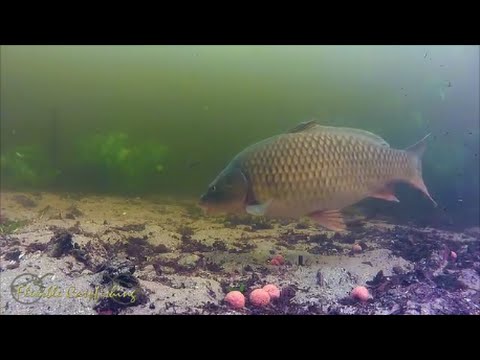 Ловля карпа на бойлы, видео под водой. Fishing carp baits underwater