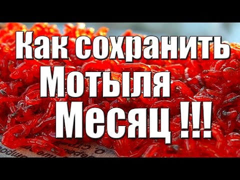 Как хранить мотыля