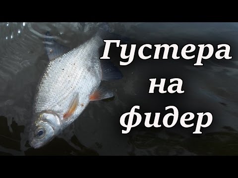 Фидер на Десне. Супер рыбалка