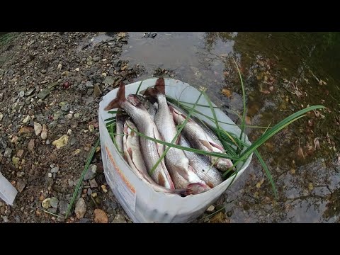 Ловля ХАРИУСА в таёжной речке/Яма напрочь забита хариусом!Fischen &quot;Äsche&quot;/Fishing &quot;grayling&quot;