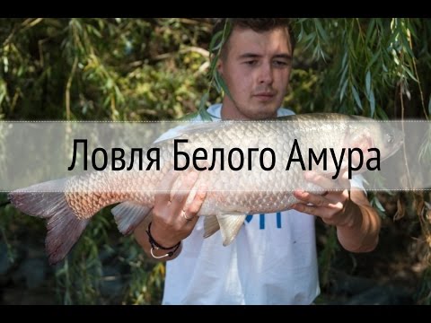 Ловля Карпа и Белого Амура. Прикормка