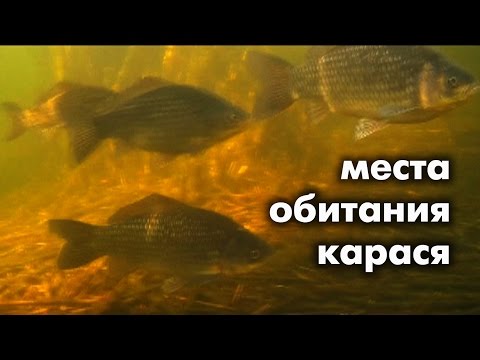 Карась в реке и его места обитания . Как искать Карася смотрите на ВИДЕО