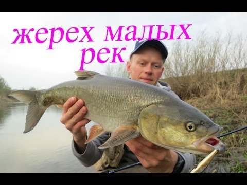 Ловля жереха на малых реках. Весна.