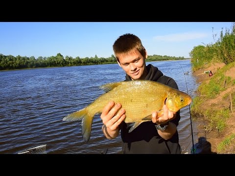 Ловлю Леща, Рыбалка - Лещ на Фидер (Рыбалка Видео) / fishing feeder bream – MF №64