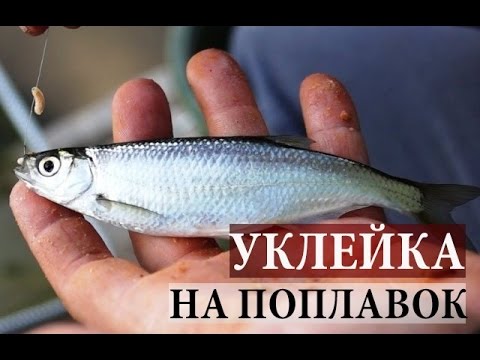 Сумасшедший Клев Уклейки. Поплавочная рыбалка.