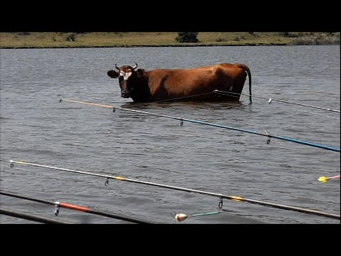 Рыбалка.Ловля карпа на пружины.My fishing.Fishing for carp with springs