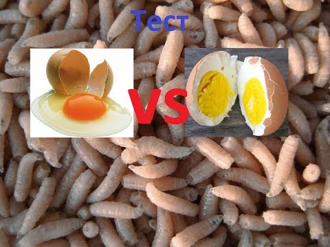 Разведение опарыша в домашних условиях Вареное яйцо или Сырое Тест Видео Full HD