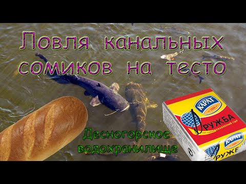 Ловля канальных сомиков на тесто