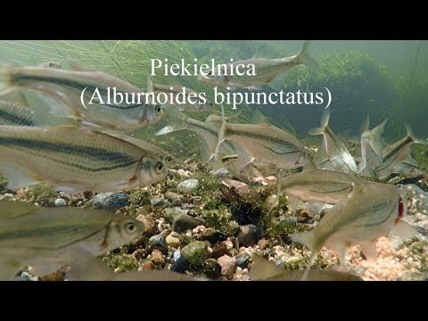 Piekielnica (Alburnoides bipunctatus). Riffle minnow, spirlin, bleak