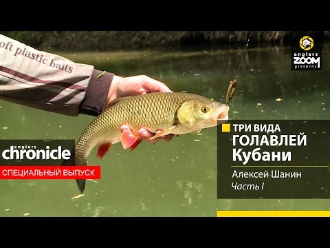 Три вида голавлей Кубани. Часть 1. Алексей Шанин. Anglers Chronicle.