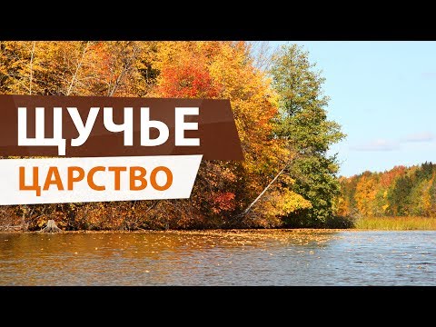 Осенний ЖОР ЩУКИ! Удачная рыбалка на Волге