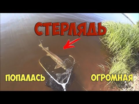 Ловля стерляди на волге