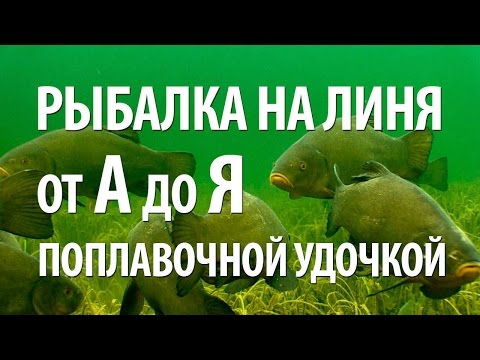 РЫБА ЛИНЬ на ПОПЛАВОЧНУЮ УДОЧКУ - ОСОБЕННОСТИ РЫБАЛКИ на ЛИНЯ