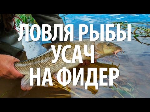 УСАЧ РЫБА - ЛОВЛЯ УСАЧА на ФИДЕР