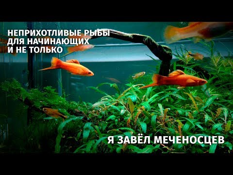 Меченосец. Содержание, кормление, разведение, размножение. Часть 1