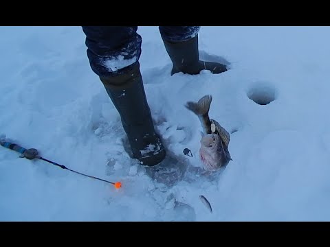 Рыбалка на Волге зимой на тюльку в Ильинке.