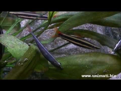 Anostomus anostomus.wmv