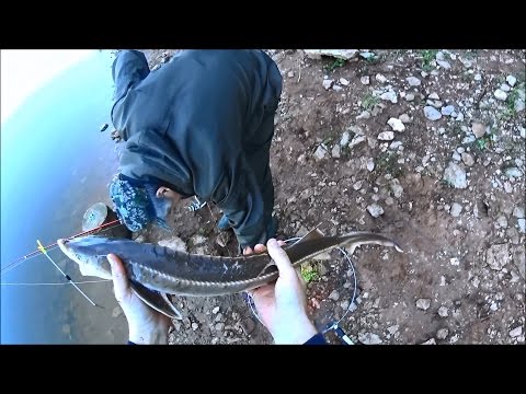 Ловля Стерляди на Закидушки | Ловля Стерляди на Ручейника | 1080p | &quot;BF&quot;-№ 41