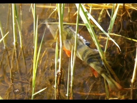 Ловля на отводной поводок