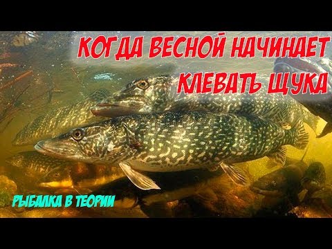 Рыбалка в теории. КОГДА ВЕСНОЙ НАЧИНАЕТ КЛЕВАТЬ ЩУКА