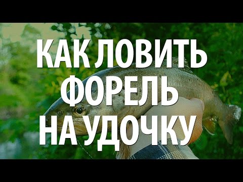 ПЛАТНАЯ РЫБАЛКА на ФОРЕЛЬ. ЛОВЛЯ ФОРЕЛИ на ПОПЛАВОЧНУЮ УДОЧКУ