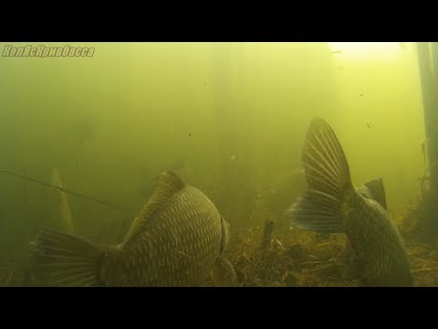 Что происходит под водой когда не клюёт !