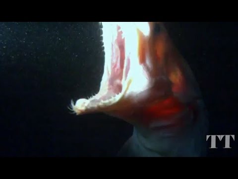 Подводный монстр. Акула-гоблин. Mitsukurina owstoni. Goblin Shark