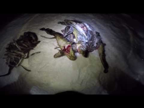 Зимняя ночная рыбалка на налима декабрь / Winter night fishing for burbot December