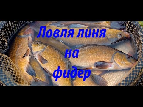 Ловля линя на фидер. X-LANDFISH