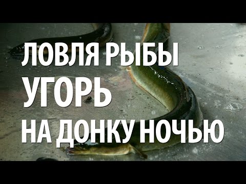 ЛОВЛЯ РЫБЫ УГОРЬ. НОЧНАЯ РЫБАЛКА на УГРЯ и СОМА на ОЗЕРЕ