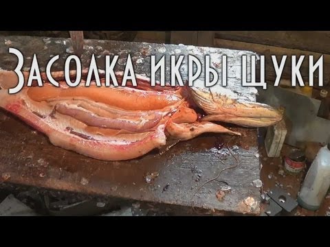Заготовка щучьей икры Горячий посол в условиях экспедиции