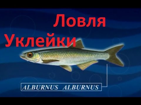 Диалоги о рыбалке -131- Крупная уклейка на удочку.