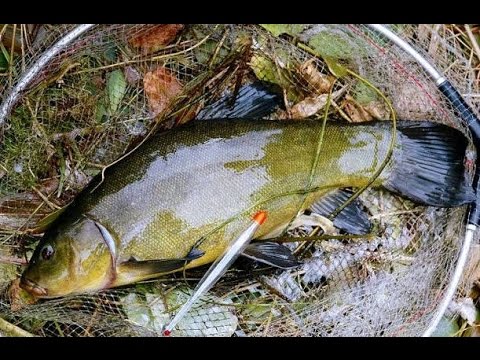 ЛОВЛЯ ЛИНЯ - СОВЕТЫ для УСПЕШНОЙ РЫБАЛКИ