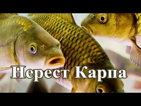 Когда начинается икромет у карпа?